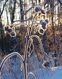 Frost and sun – what a wonderful day / ***