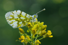 Dawn / Anthocharis cardamines