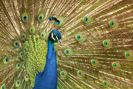 BLAUER PFAU / Diesen schönen Vogel konnte ich in Kapstadt (Südafrika) fotografieren. Eigentlich ist diese Art dort nich zu Hause. Aber, er gab mir eine &quot;PRIVATVORSTELLUNG&quot;