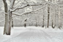 Winter Forest / ***