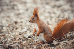Squirrel / ...
