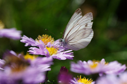 Butterfly / ***