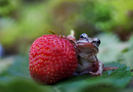 Portrait with strawberry / ***