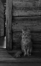 Red Cat / ***
