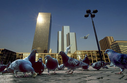 *LaDefense** / Tauben in La Defense