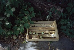 Einfache Dinge / ***