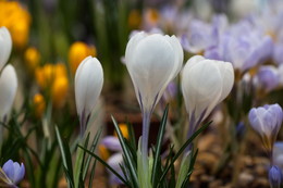 Krokusse / ***