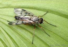 Räuber / Schnepfenfliegen Männchen