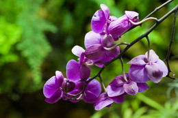 Orchid / ***