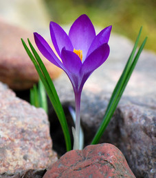 The Stone Flower / ***