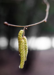 Spring came.... / ***