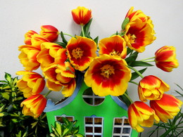 Tulips / ***