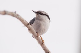 Nuthatch / ***