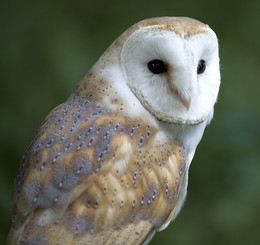 SCHLEIEREULE / Diesen schönen Vogel sah ich in Masuren. Sehr AUFMERKSAM beobachtete er mein Verhalten.
