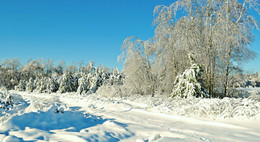 At the edge of forest / ***