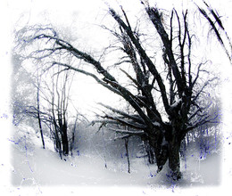 Spring / ***