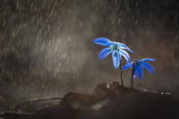 under rain / ***