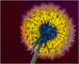 Taraxacum / ***