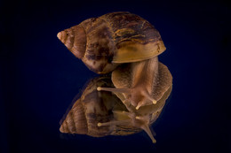Schnecke / ***