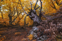 in the autumn forest / ***