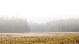 Foggy morning / ...
