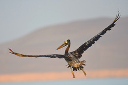 In flight / ***