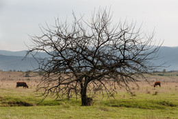 Pastoral / ***