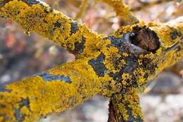 moss / ***