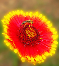 on a flower / ***