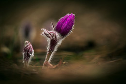 Awakening / ***