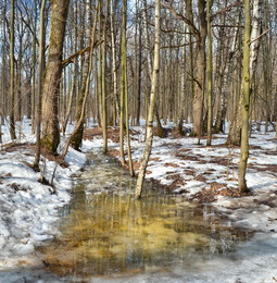 Spring Forest / ***
