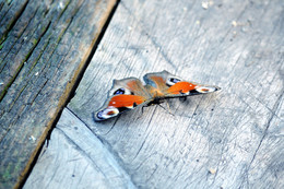 Schmetterlinge / ***