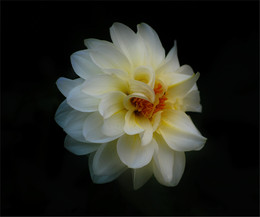 dahlia / ***