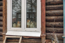 &nbsp; / [img]http://s41.radikal.ru/i091/1604/64/7166846b7945.jpg[/img]
[img]http://s017.radikal.ru/i400/1604/7d/7d9e4f1565b0.jpg[/img]
