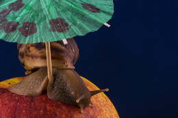 under the umbrella / ***