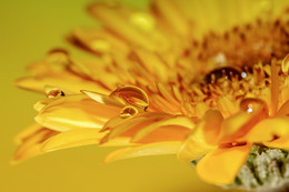 Gerbera / ///