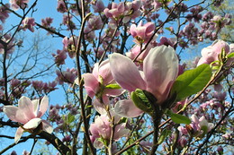 Spring / ***