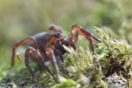 spider / ***