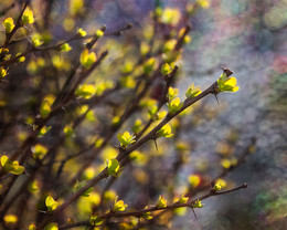 Spring mood / ***