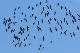 Cranes / ***