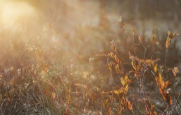 Toward the light / ***