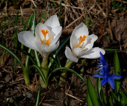 Tenderness of spring / ***