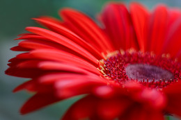 Gerbera / ***