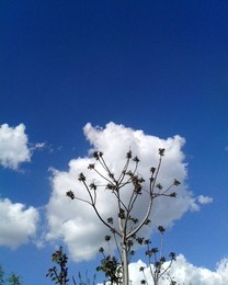 dandelion / ***