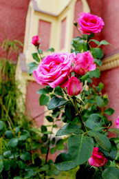 Rose / ***