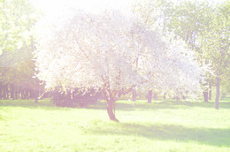 Pear / ***