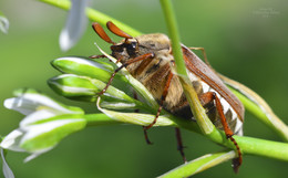 Cockchafer / ***