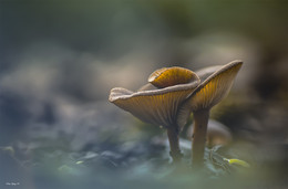 In the woods / ***