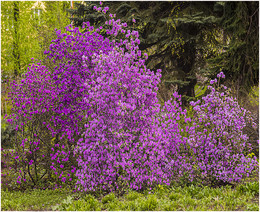 Spring / ***