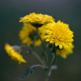 yellow flower / ***